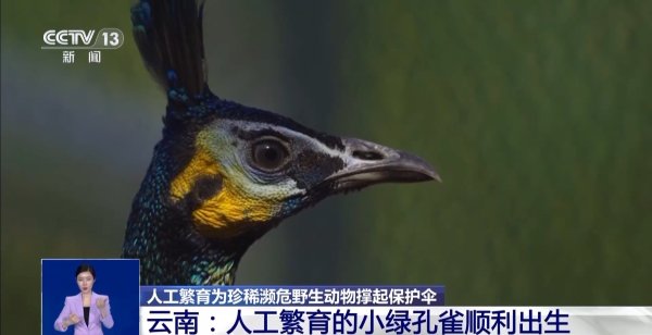 钱坛子 从濒危到新生！人工繁育+野外保护让中国绿孔雀走上种群逆袭之路
